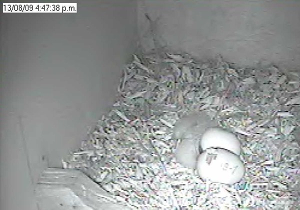 Second chick hatching - Black & white still images taken from the camera footage